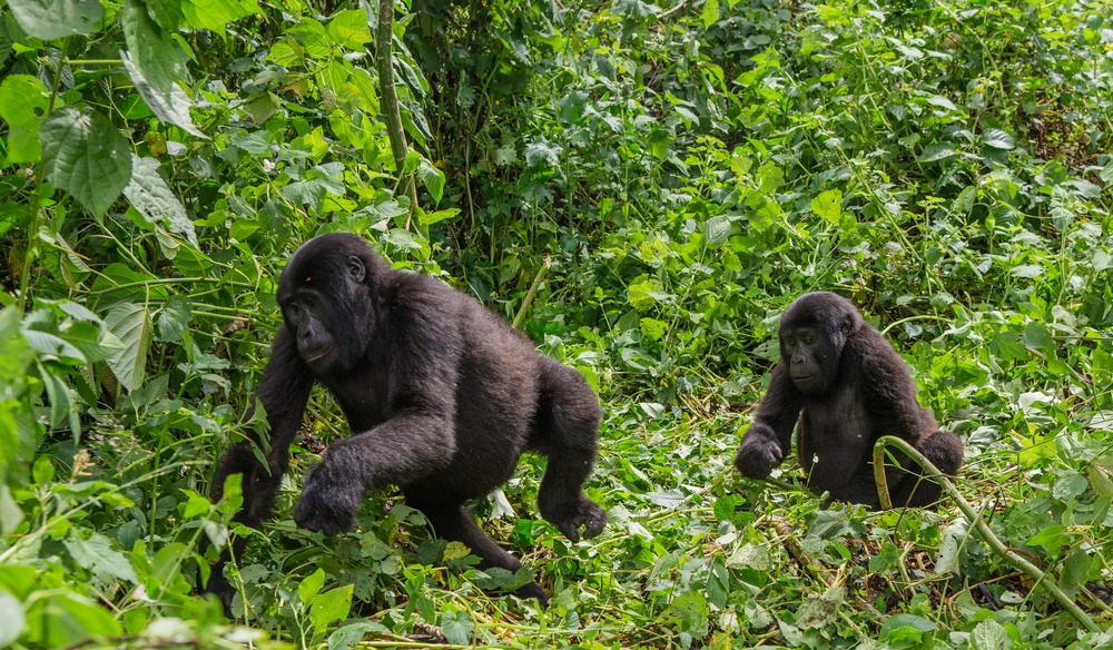 Parc national des gorilles de Mgahinga