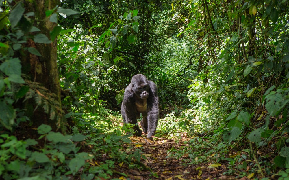 Ouganda : rencontre avec les derniers gorilles des montagnes