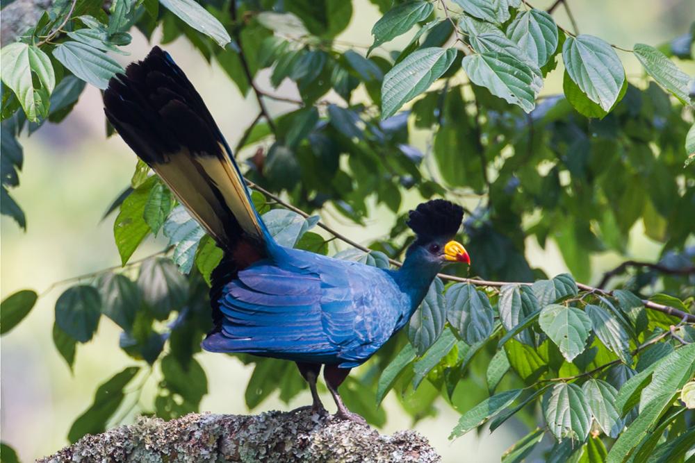 Quels oiseaux observer en Ouganda ?