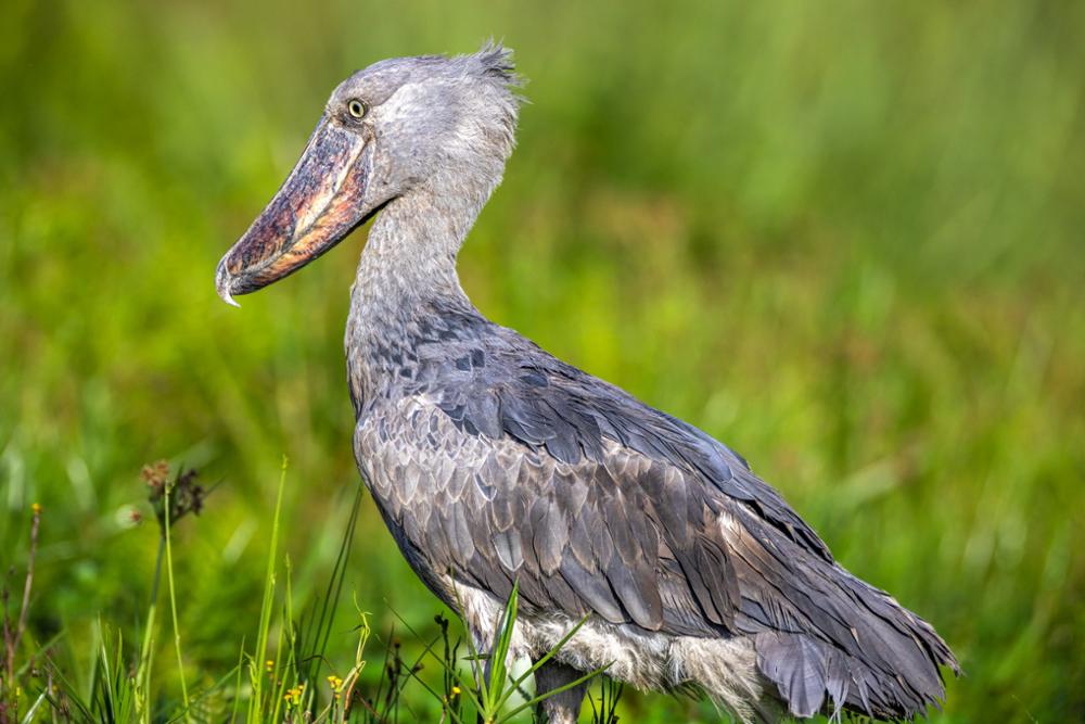 Quels oiseaux observer en Ouganda ?