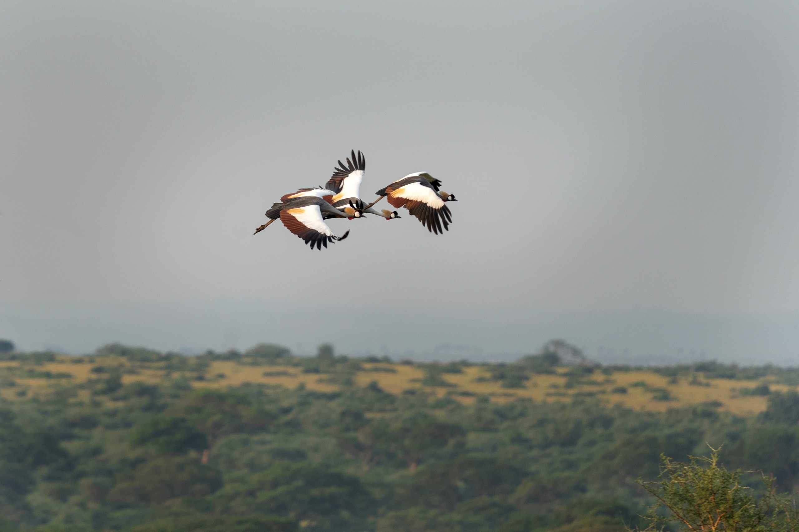 Quels oiseaux observer en Ouganda ?