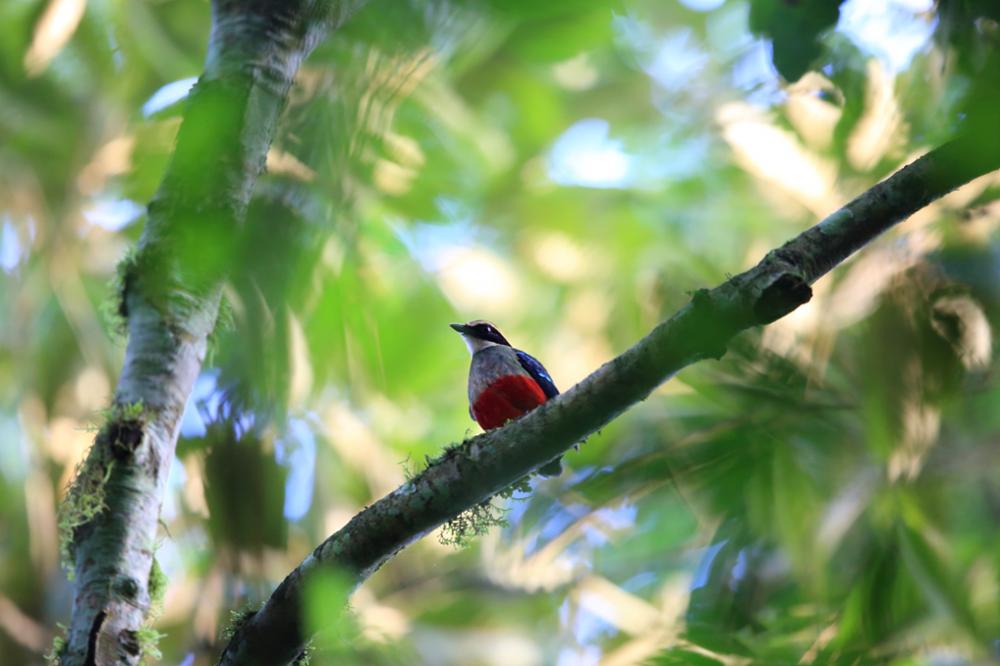 Quels oiseaux observer en Ouganda ?