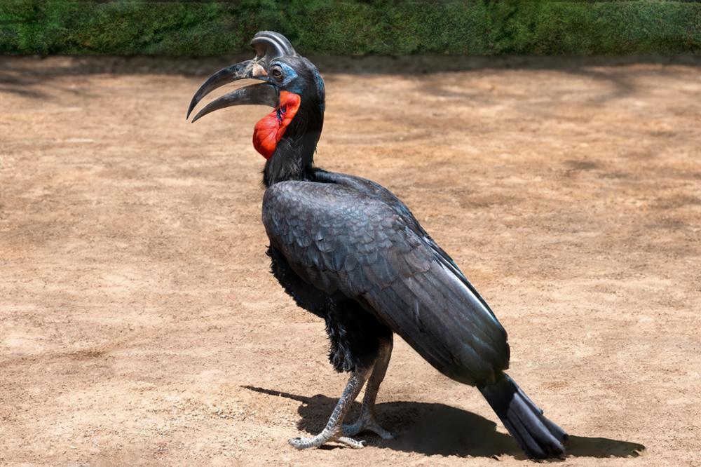 Quels oiseaux observer en Ouganda ?