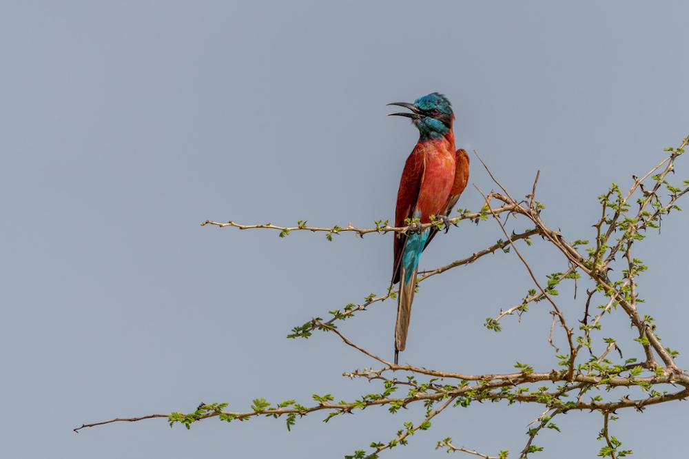 Quels oiseaux observer en Ouganda ?