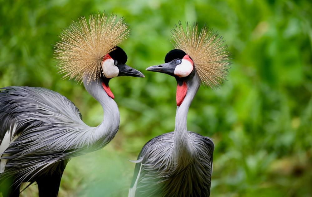 Quels oiseaux observer en Ouganda ?