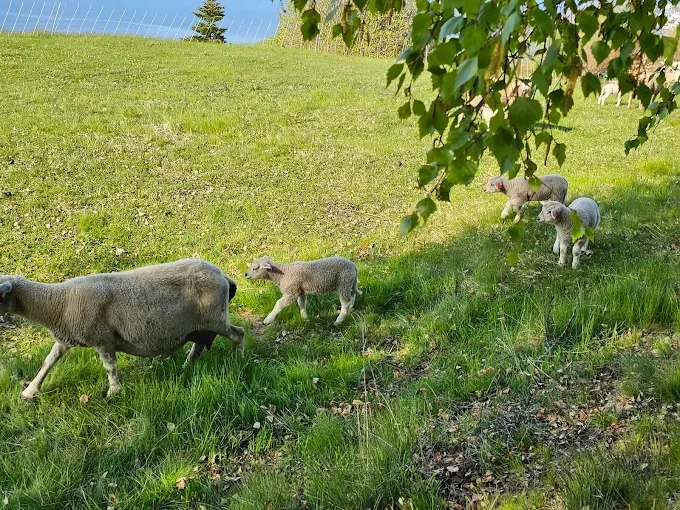 Ferme Henjatunet