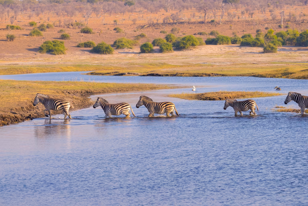 L’Afrique majestueuse – Du delta de l’Okavango aux Chutes Victoria