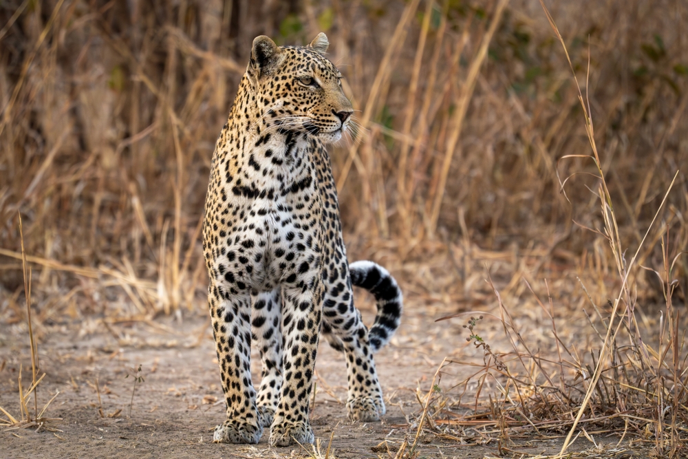 Parco nazionale di South Luangwa