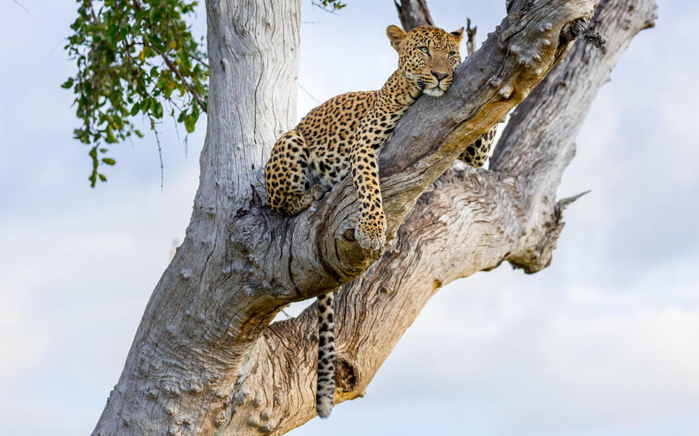 Bush safaris