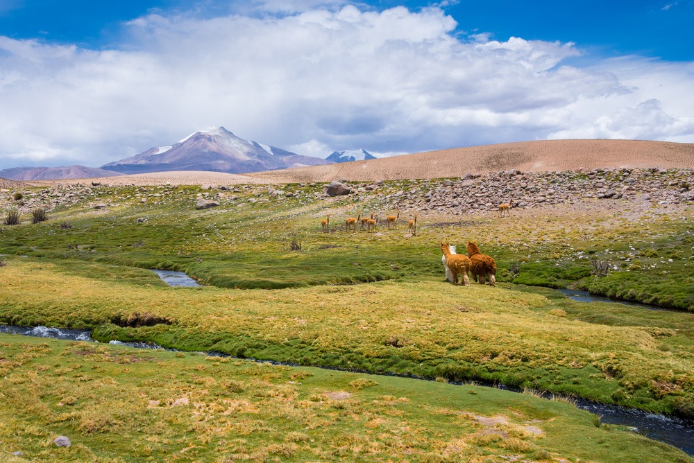 Réserve nationale Las Vicuñas