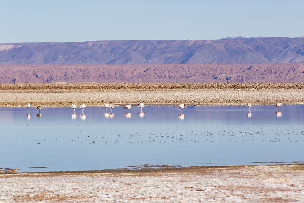 Los Flamencos National Reserve