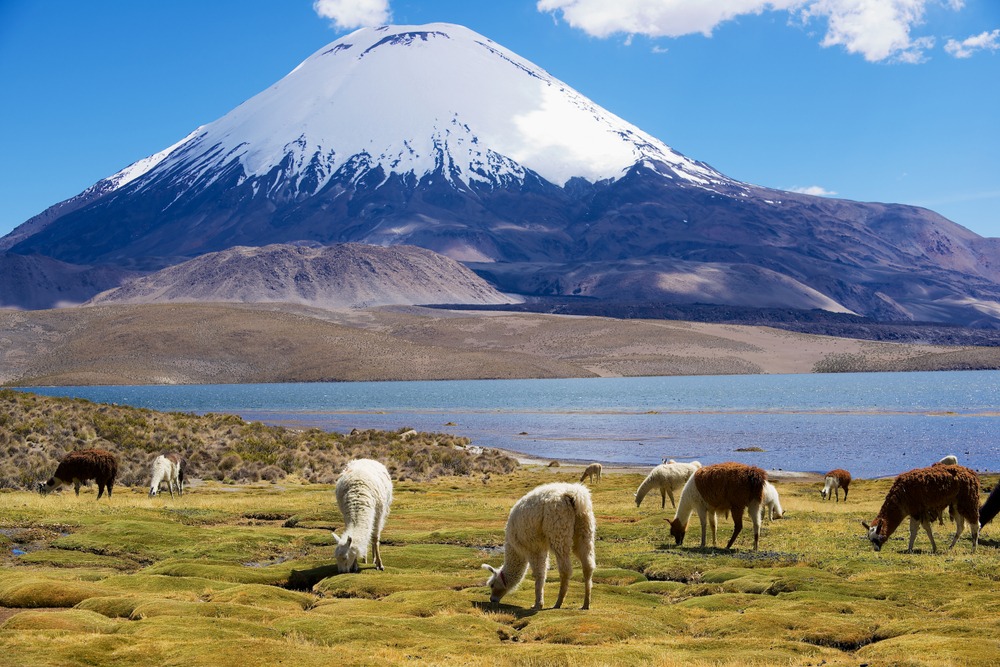 Culture mapuche