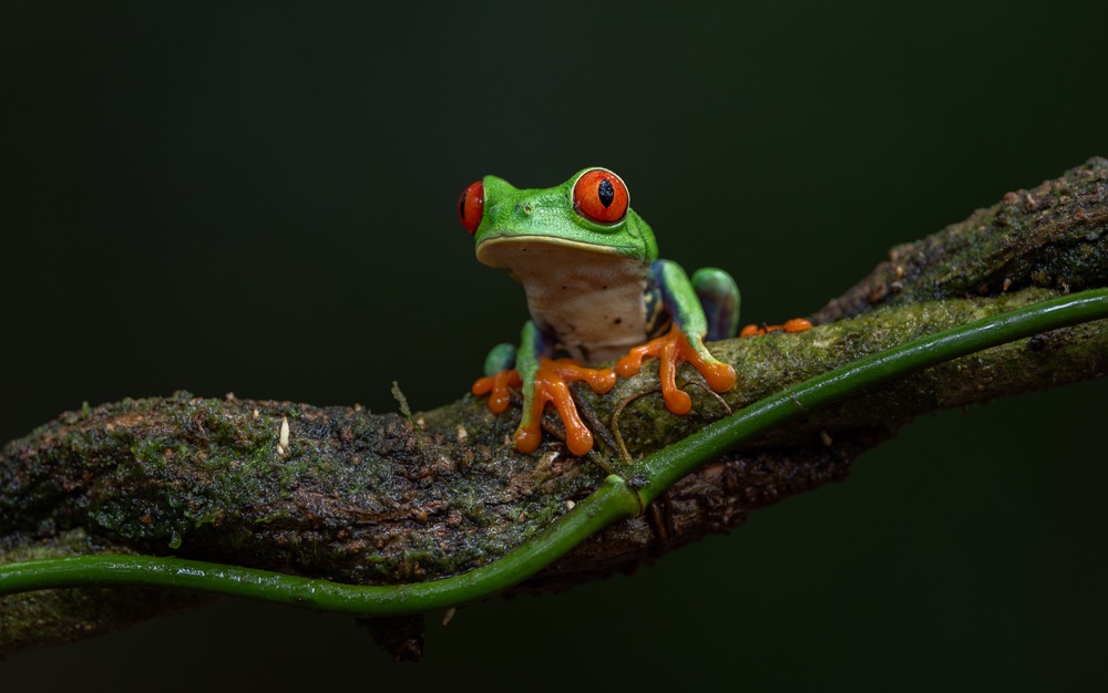 Frogs of Costa Rica: Which Species to Observe?
