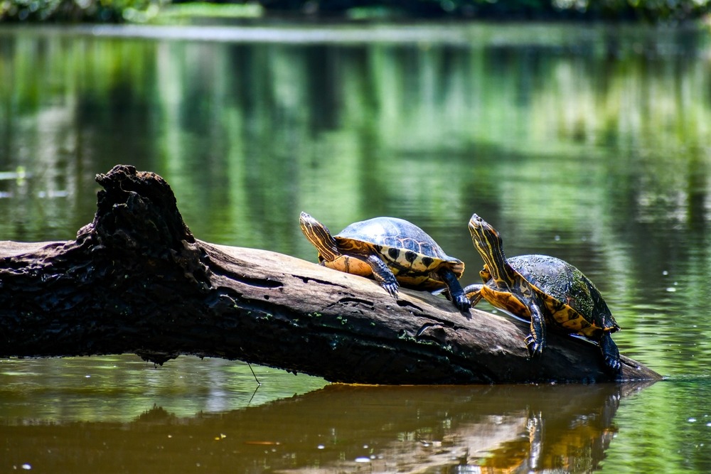 Tortuguero