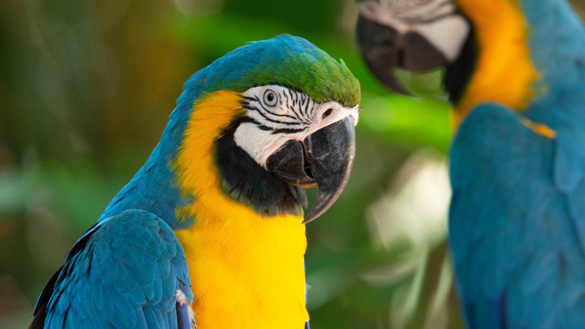 Parque das Aves
