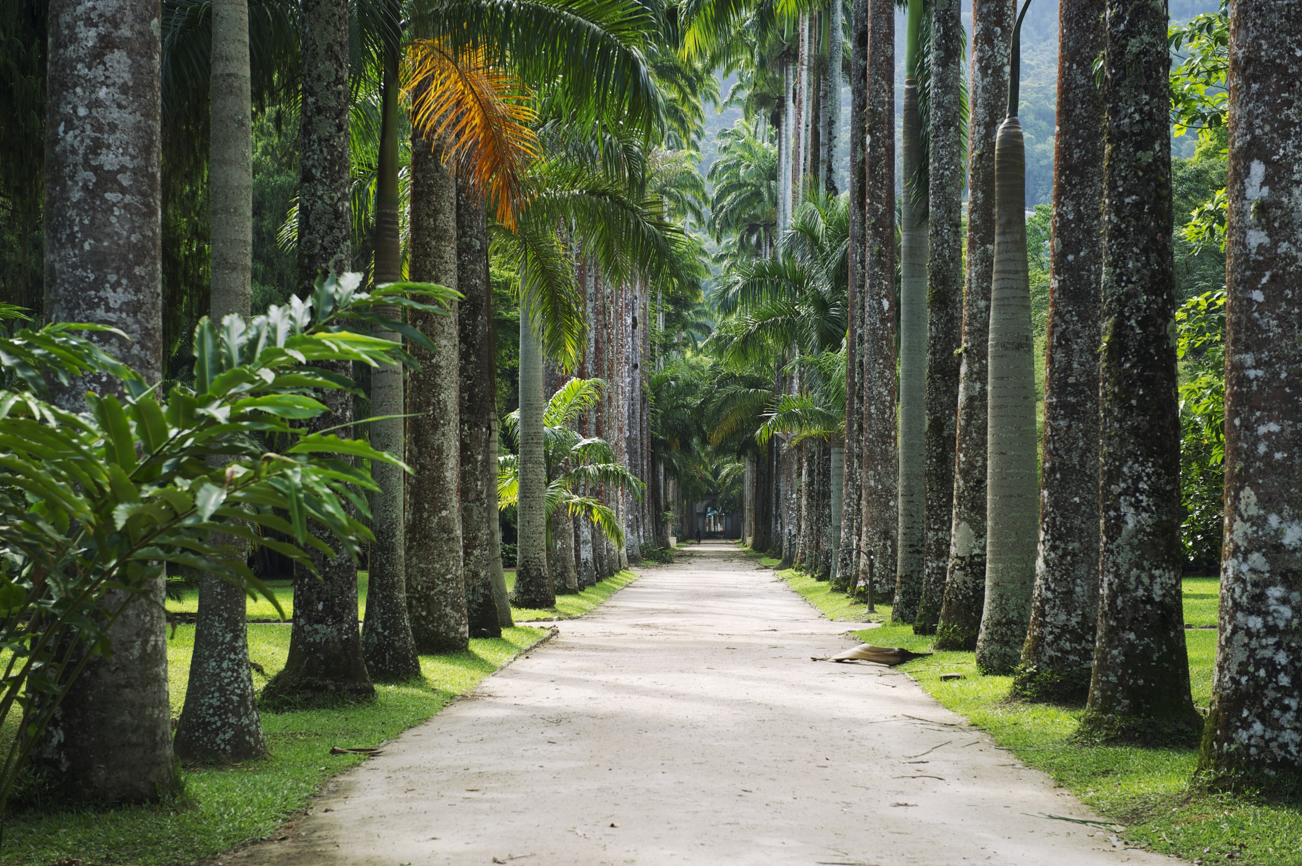 Jardin botanique de Rio de Janeiro