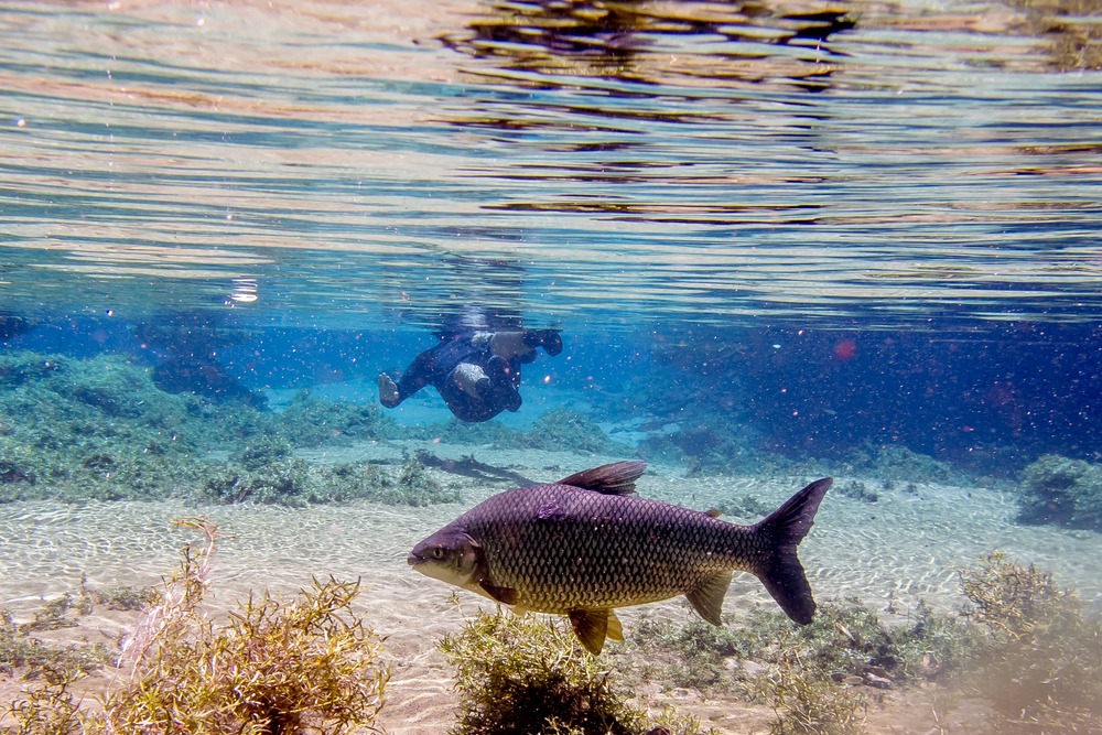 Rio da Prata