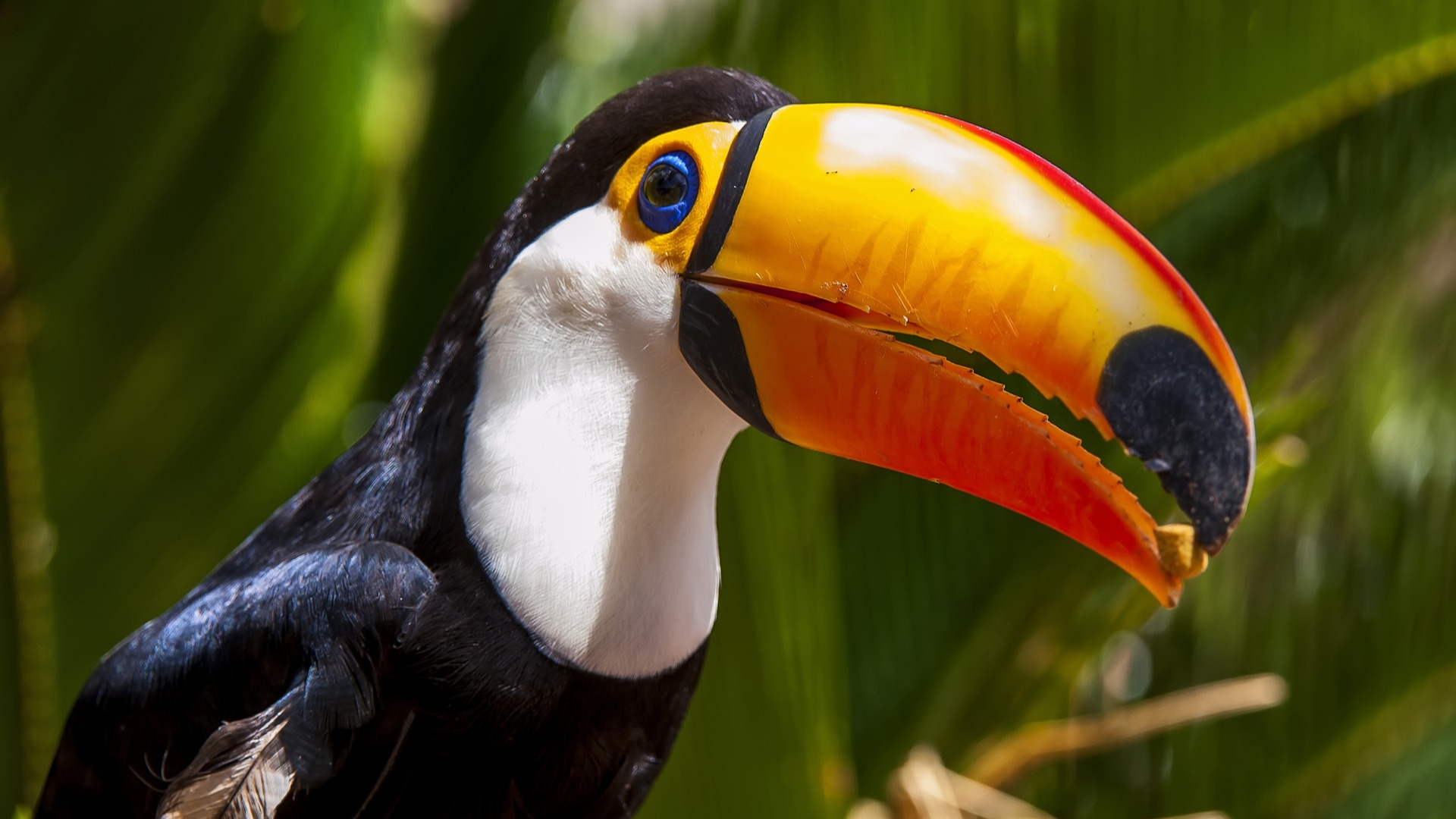 Il Pantanal, la più bella riserva naturale di animali selvatici del Brésil