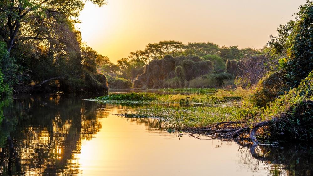 Le Pantanal, la plus belle réserve naturelle d'animaux sauvages du Brésil