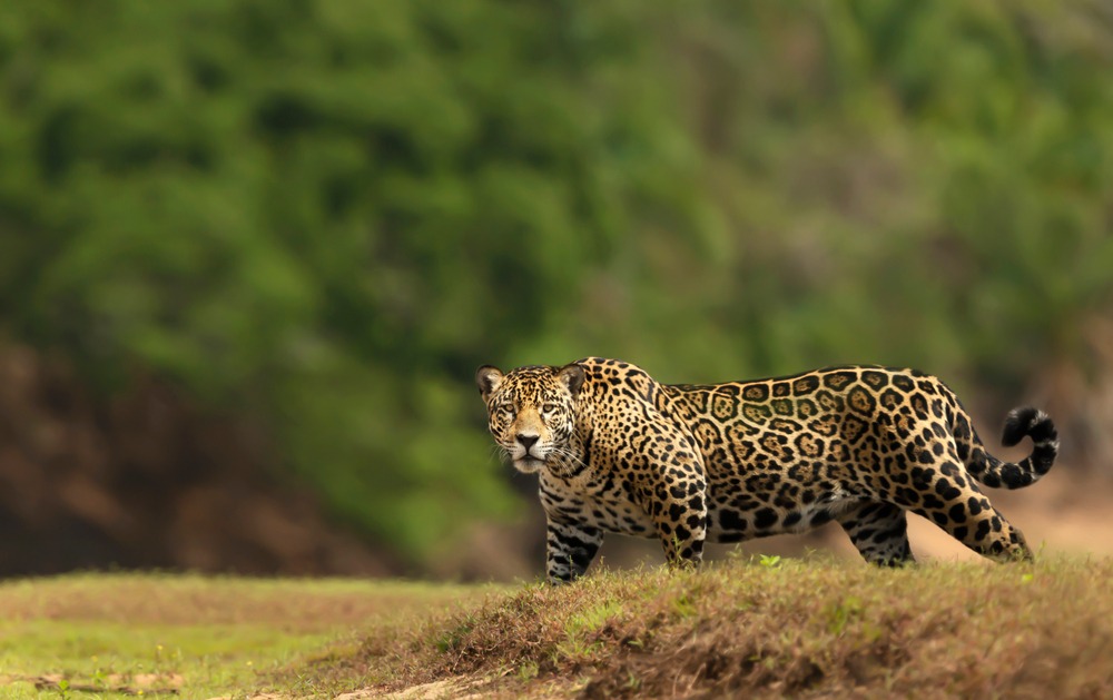 Pantanal