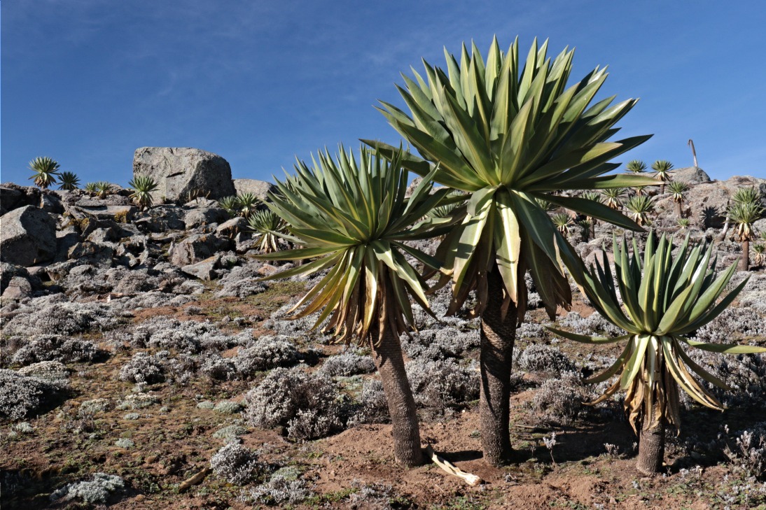 Le Parc National du Balé