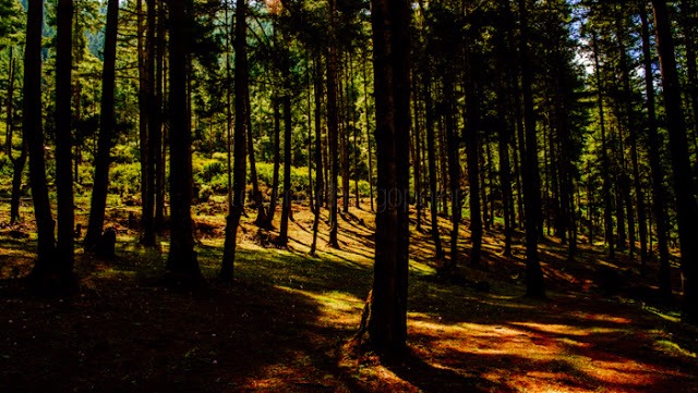 Le Trail naturel de Gangtey