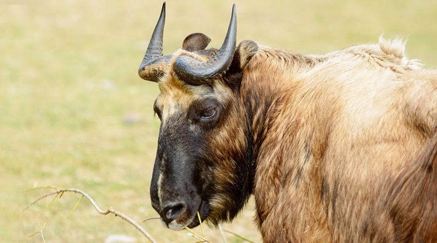 La réserve nationale de takins de Motithang