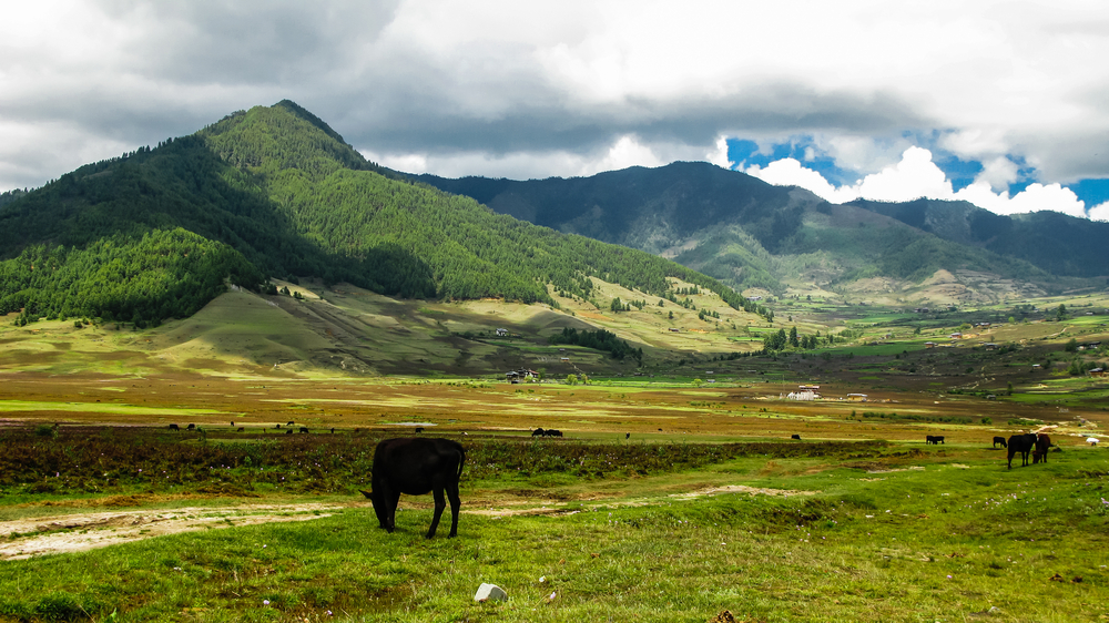 Phobjikha