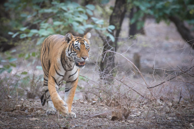 Il Bhoutan si impegna per la protezione della tigre