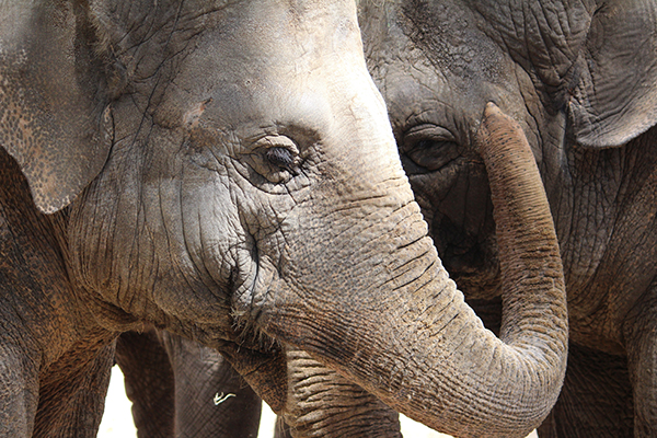 Seeing Elephants in Thailand: 5 Responsible Sanctuaries and Refuges
