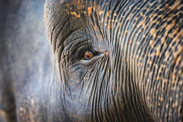 Voir les éléphants en Thaïlande : 5 refuges et sanctuaires responsables