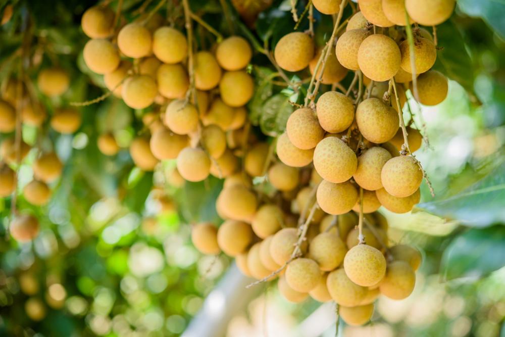 7 fruits à tester absolument en Thaïlande