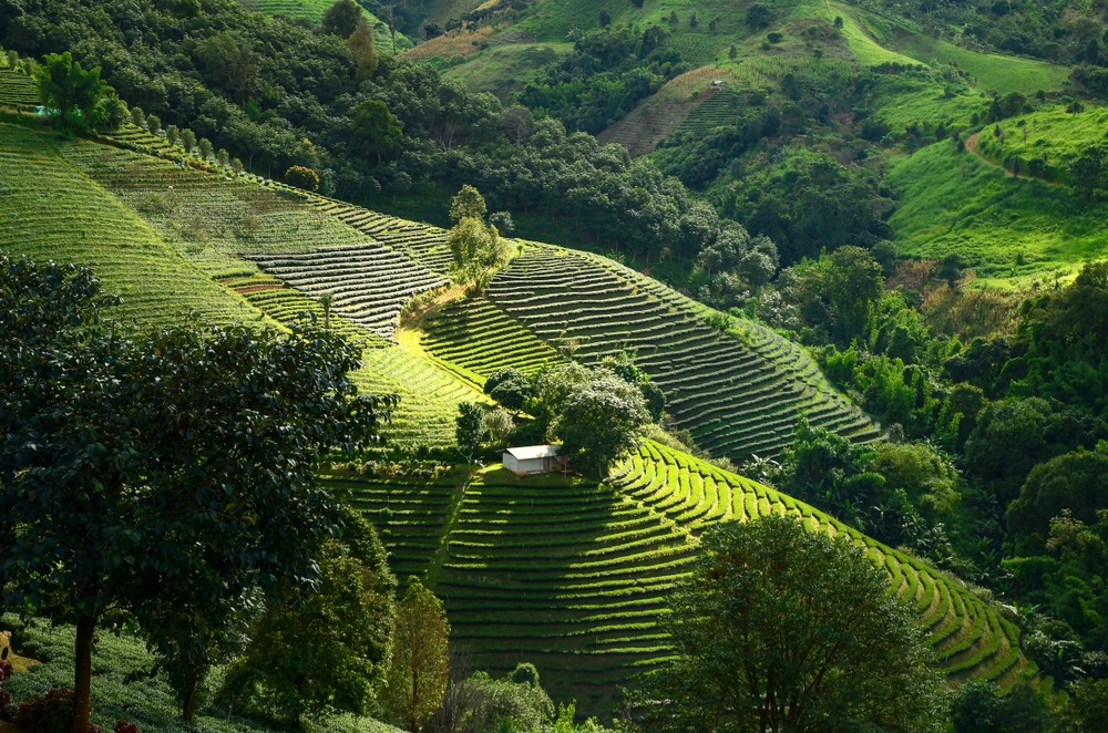 Montagne Doi Mae Salong