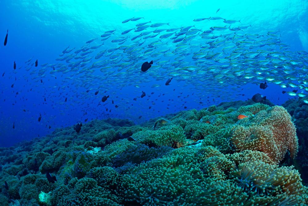 4 activités pour découvrir Koh Tao