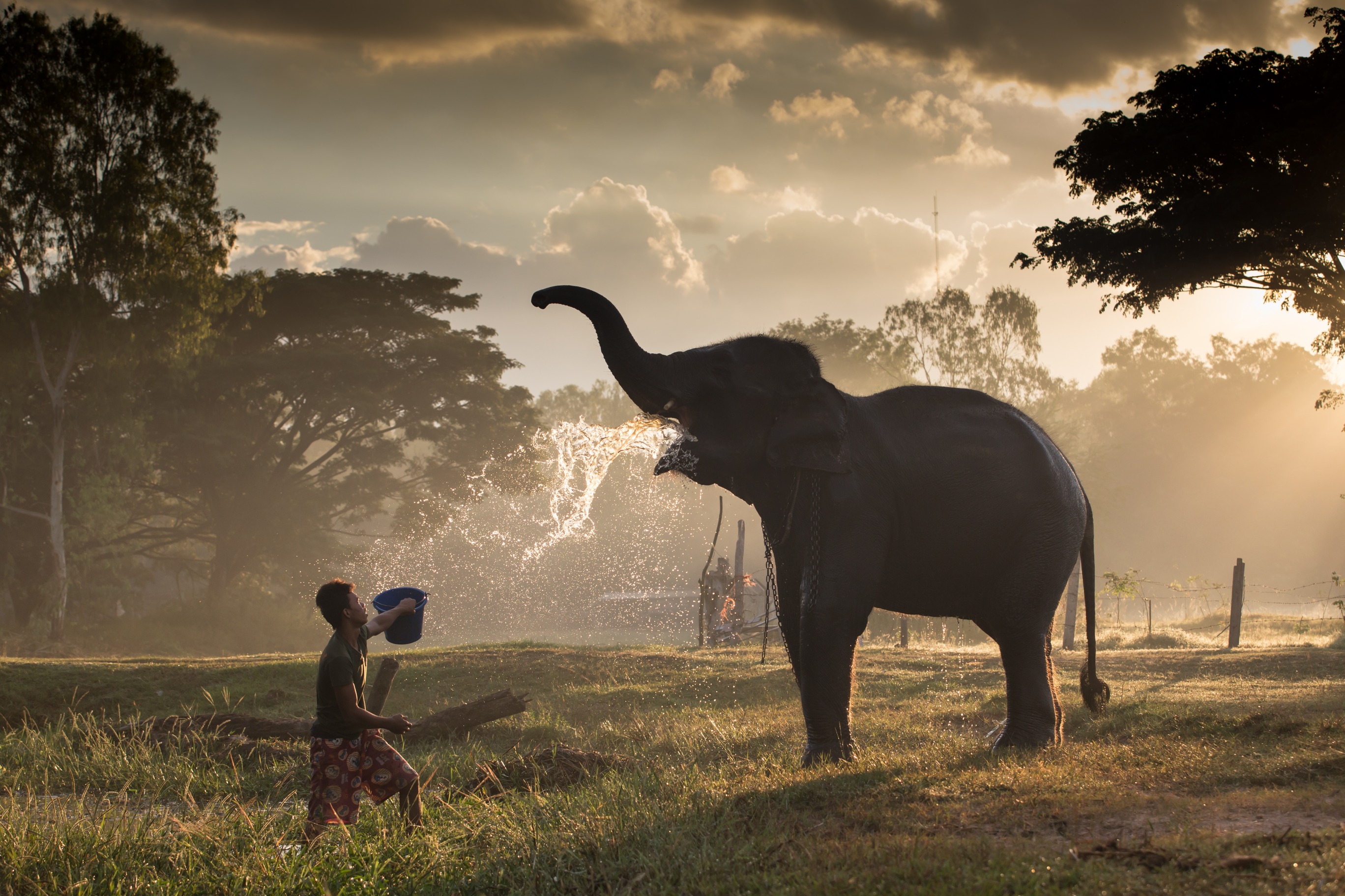 El refugio Elephant Haven
