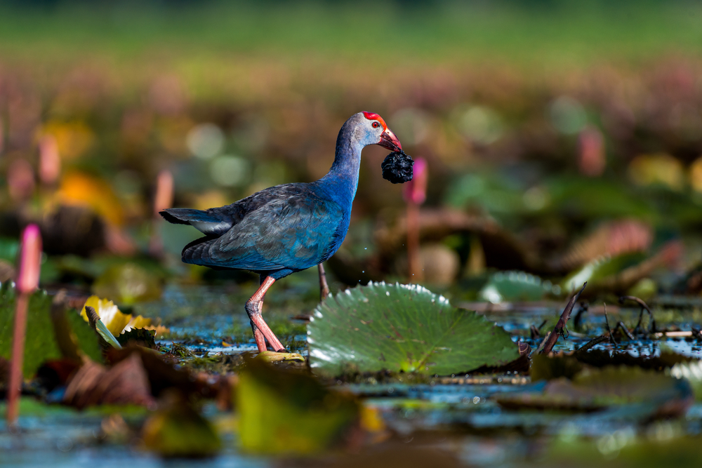 Thale Noi Waterfowl Reserve