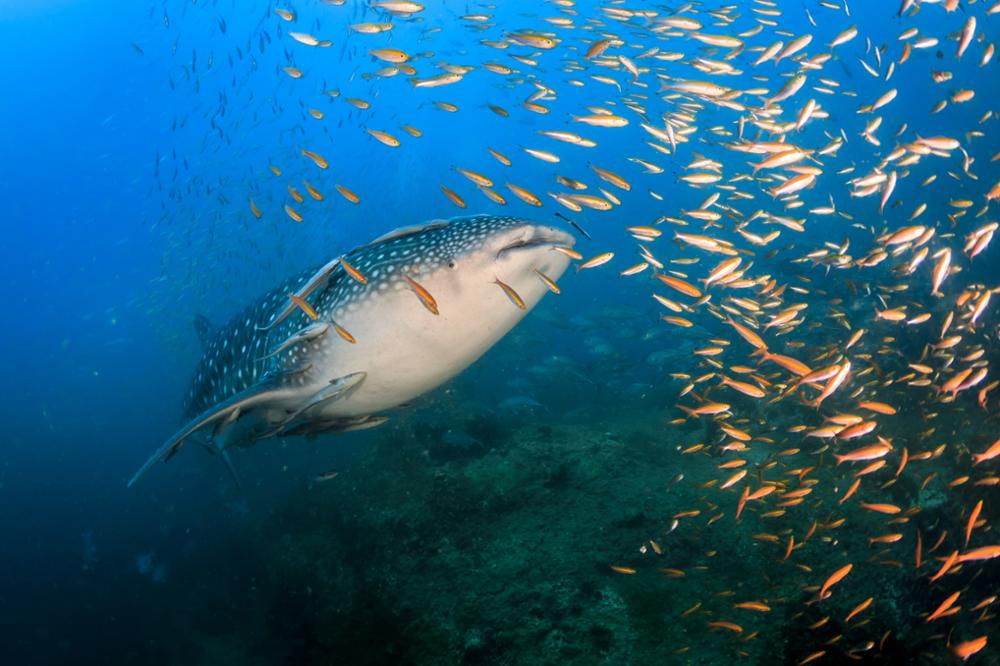 Les meilleurs spots de plongée pour voir les requins baleines en Thaïlande