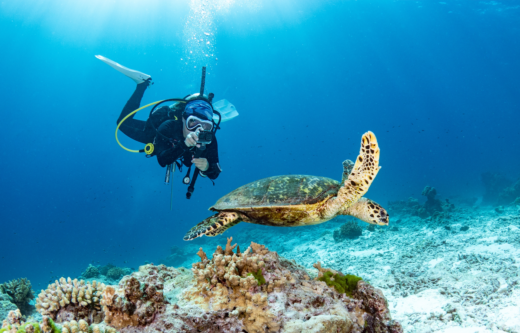 Où voir des tortues en Thaïlande ?