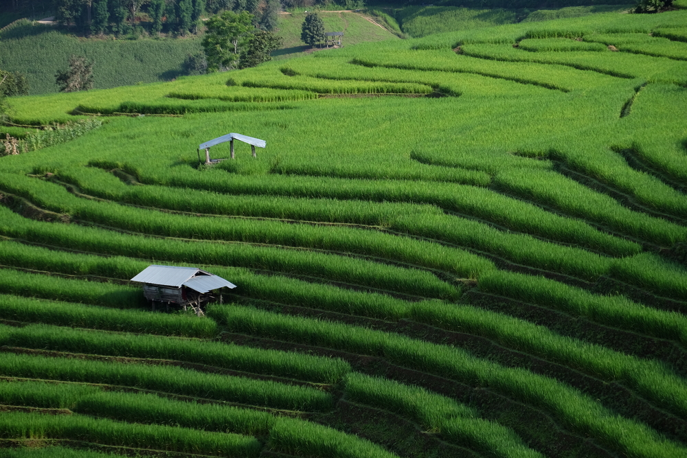 Rizières de Baan Pa Pong Piang