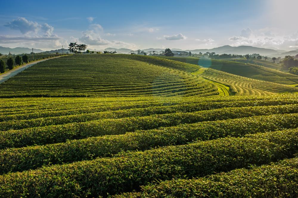 À la découverte des magnifiques plantations de thé du nord de Thaïlande