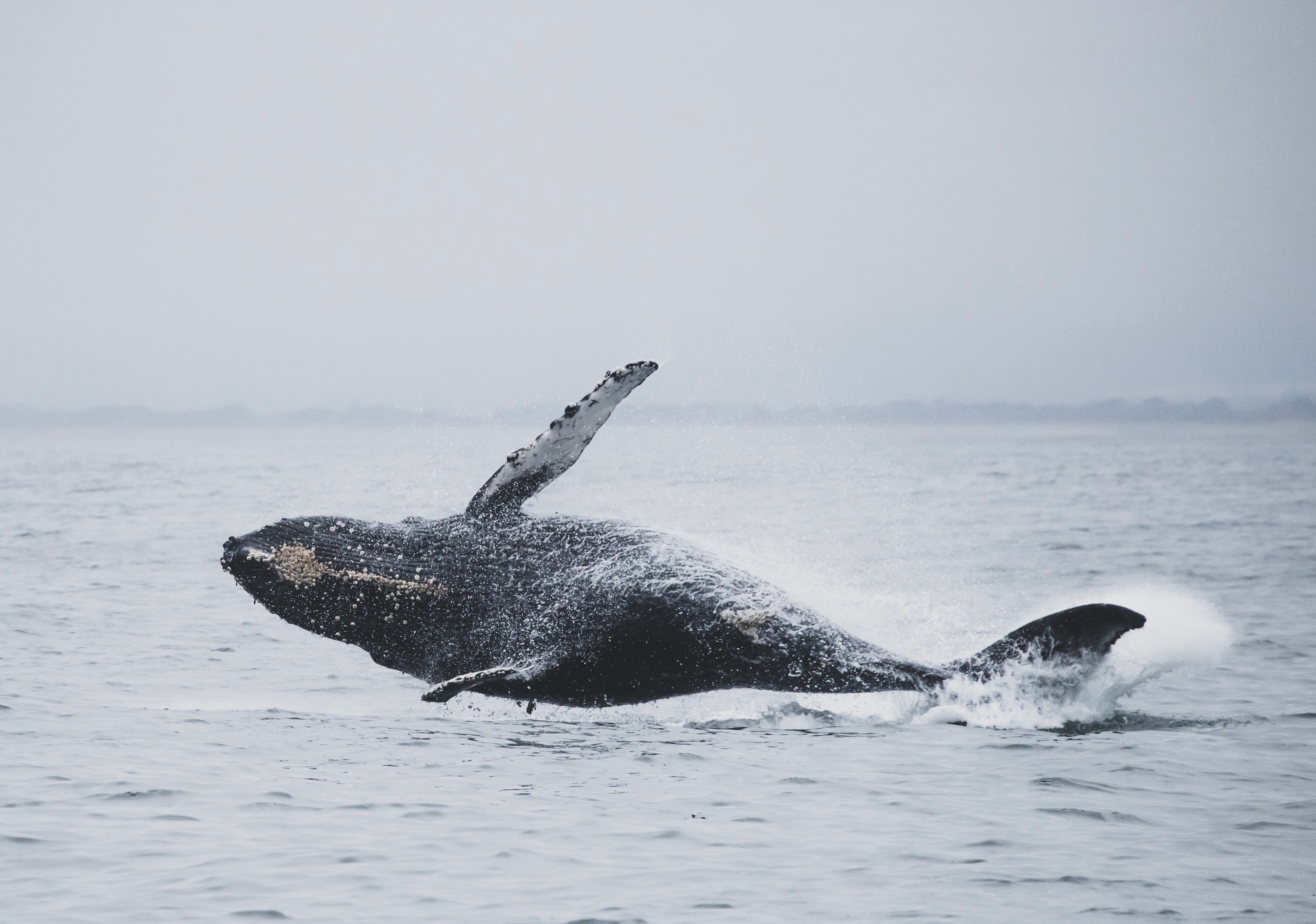 Osservazione delle balene megattere nella regione di Nuquí
