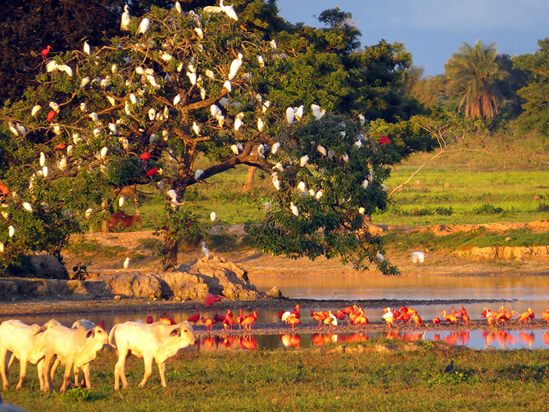 Réserve de Hato La Aurora