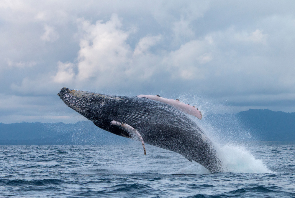 Où voir les baleines en Colombie ?