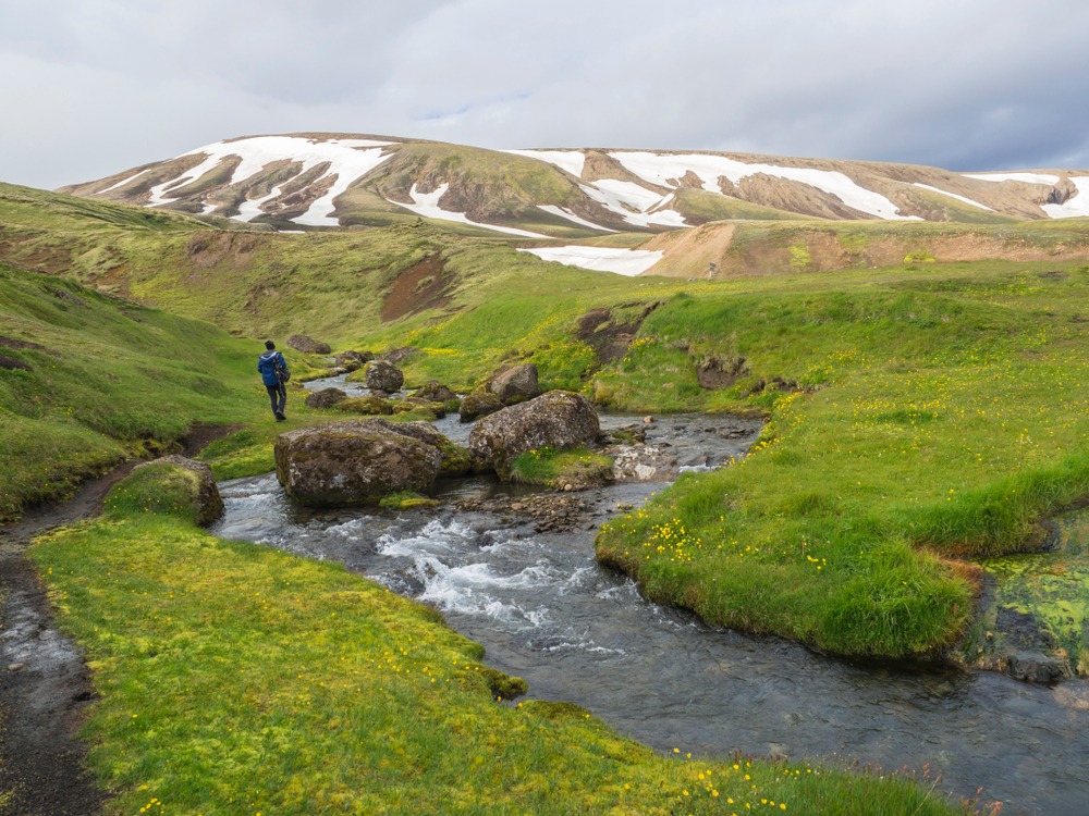 Faune marine arctique
