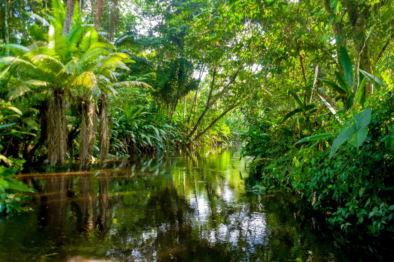 Parc National Yasuni