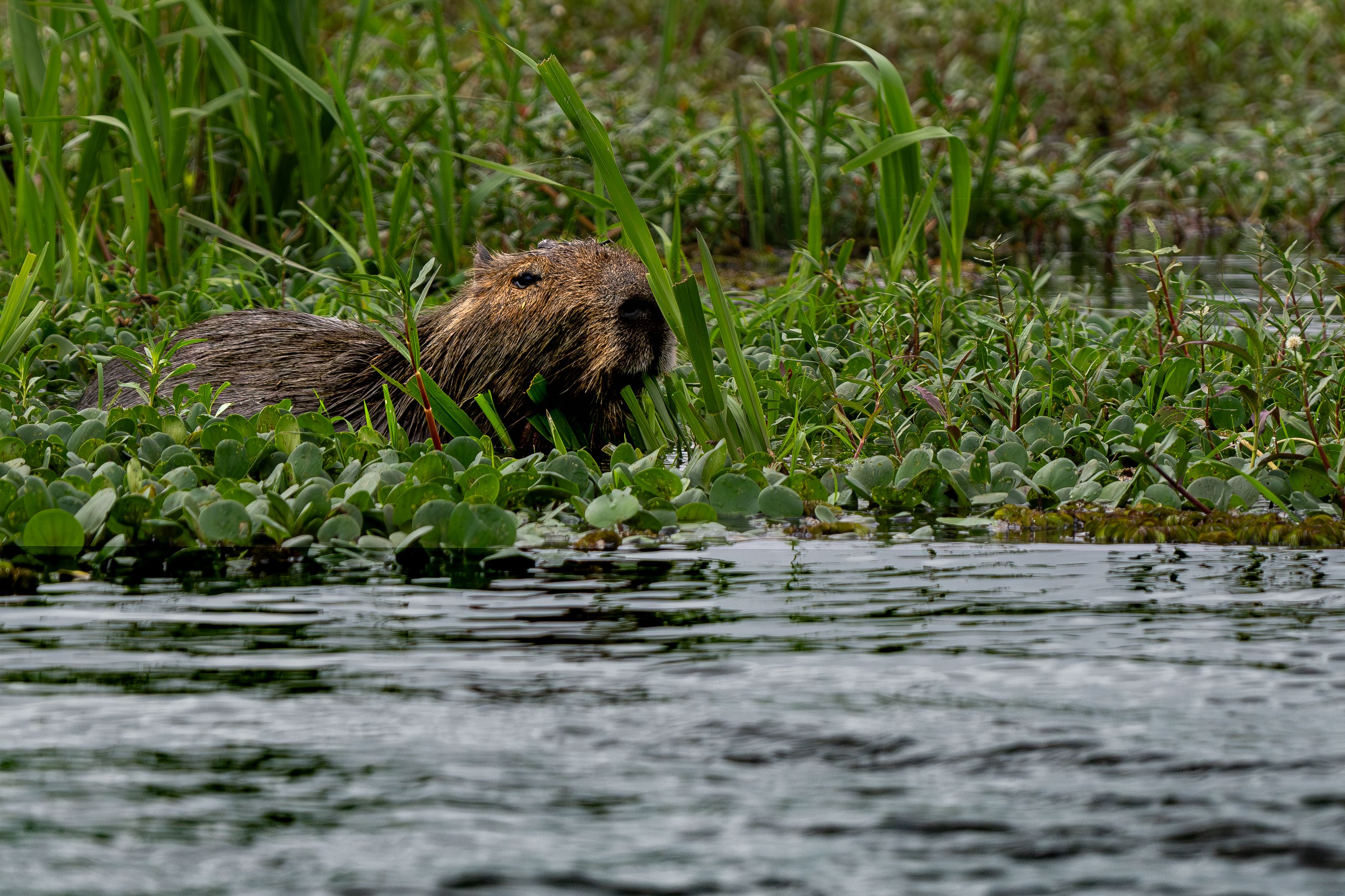 Cuyabeno Wildlife Production Reserve