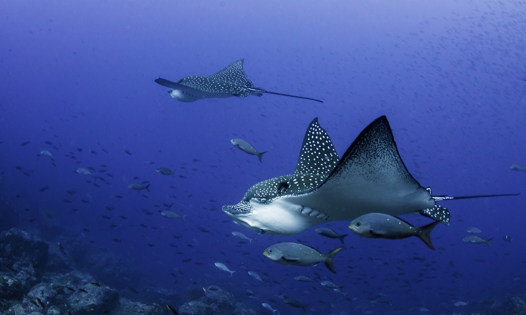 A Pristine Coral Reef Discovered off the Galápagos Islands