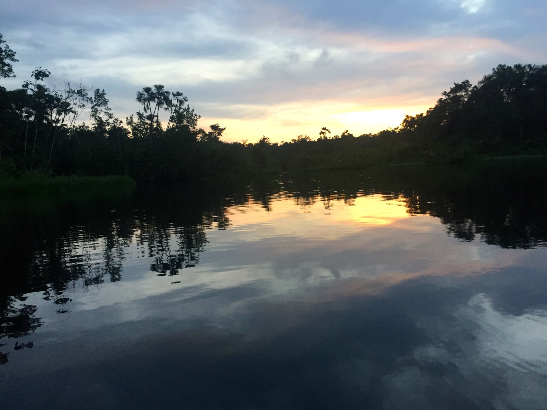 Parc National Yasuni en Amazonie