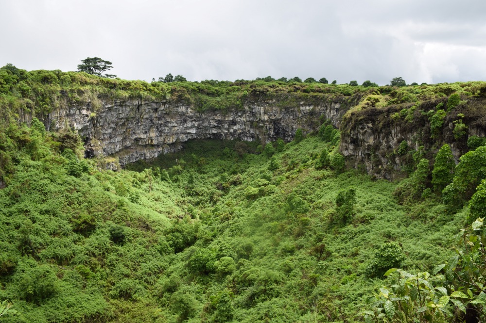 Forêt amazonienne