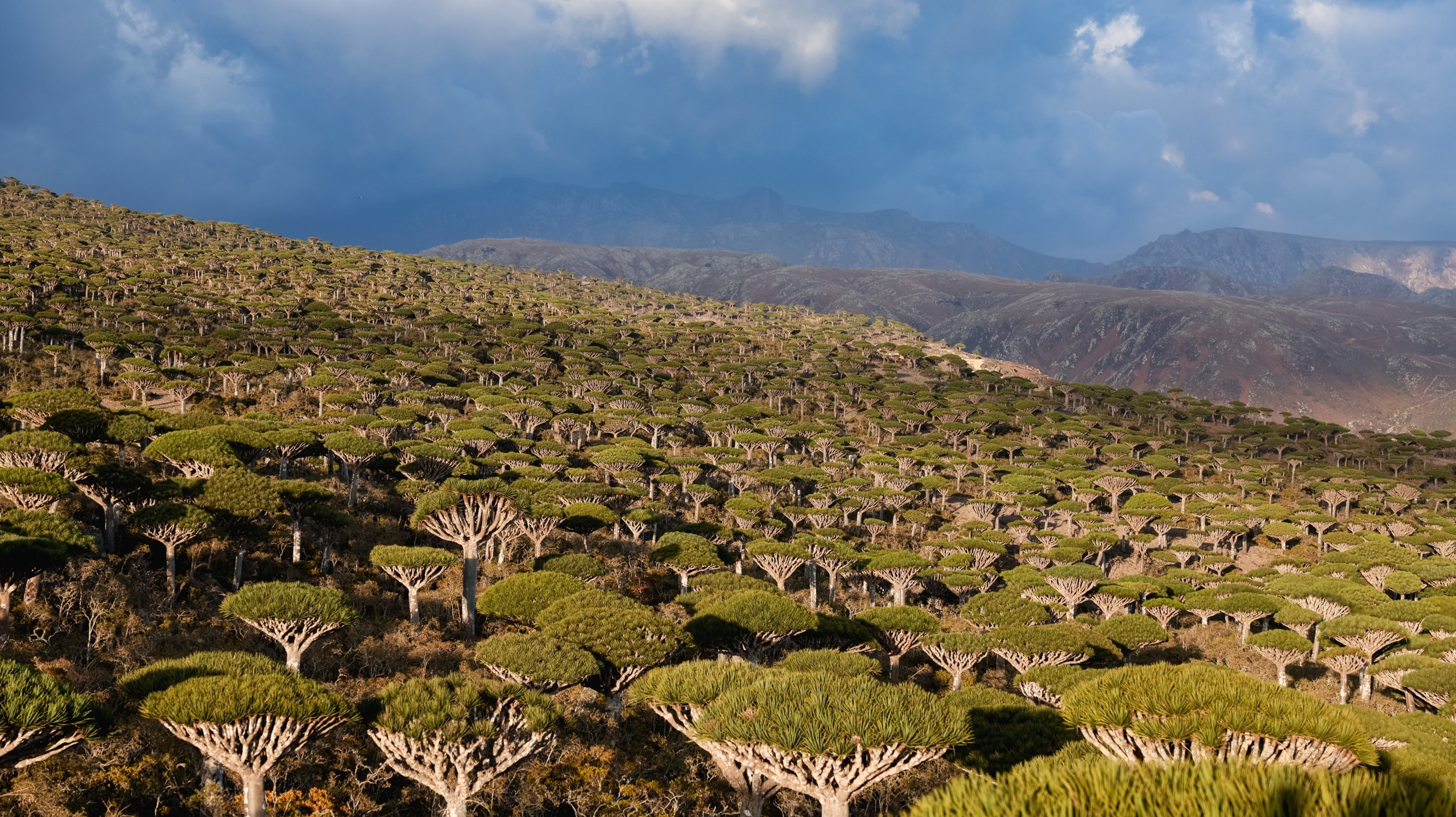 Paysage de la région Plateau de Diksam à Socotra